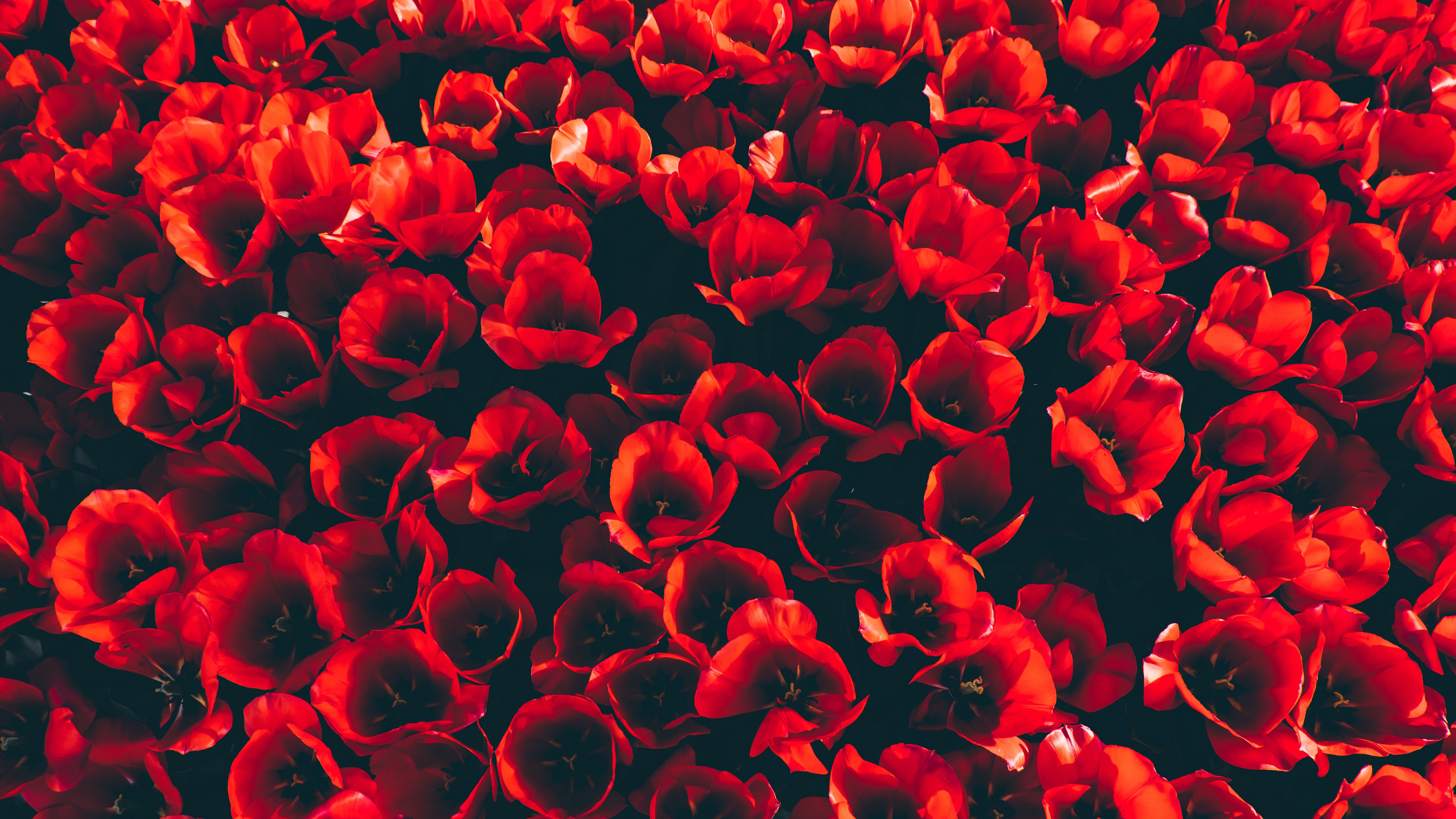 Red Tulip Flowers 4k Wallpapers - Tulips Iphone Wallpaper Hd - HD Wallpaper 