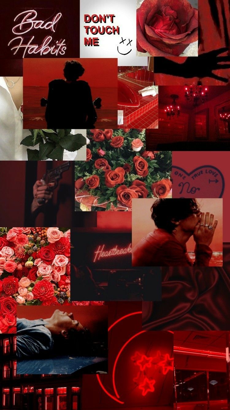 Garden Roses - HD Wallpaper 