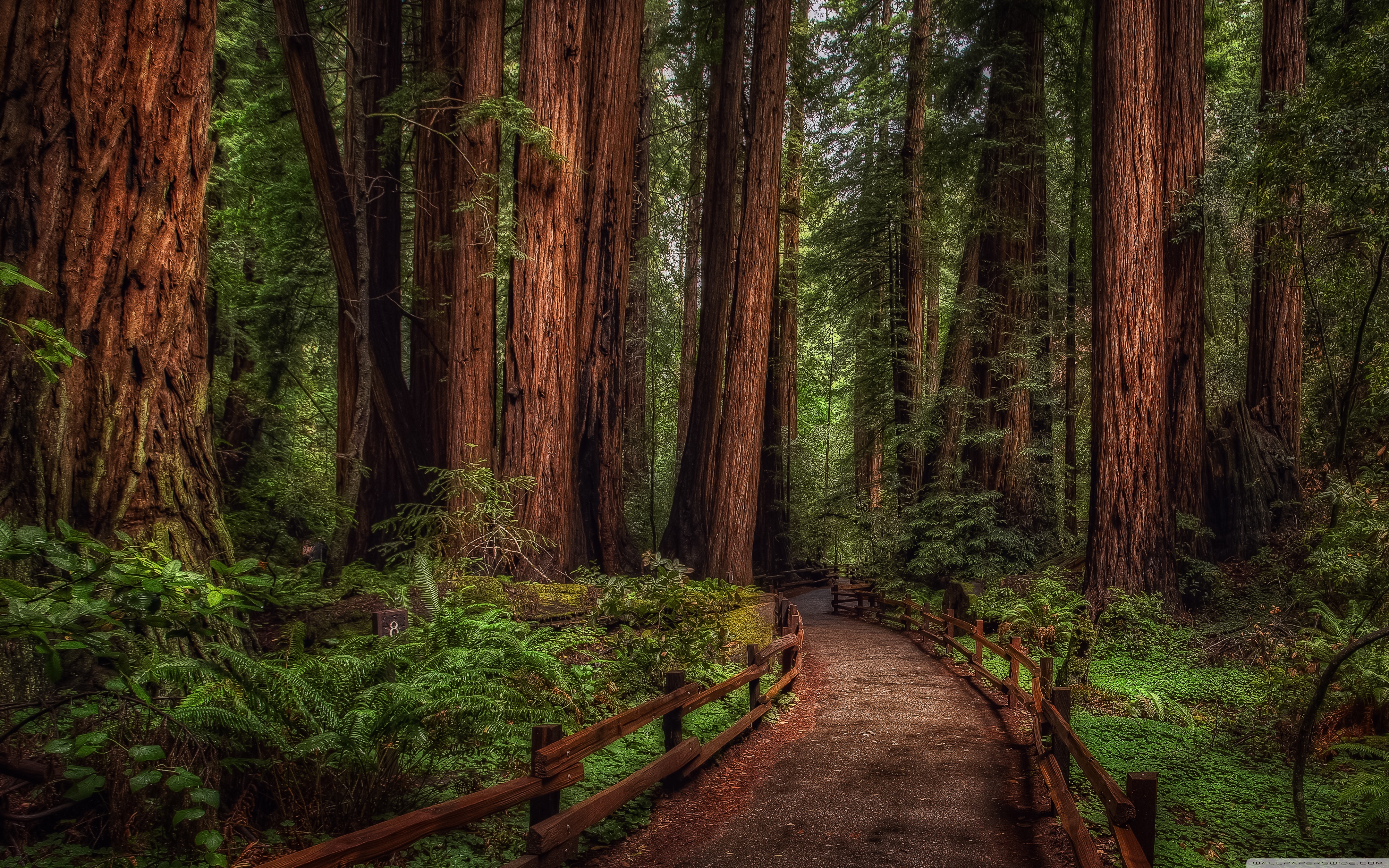 Muir Woods - HD Wallpaper 
