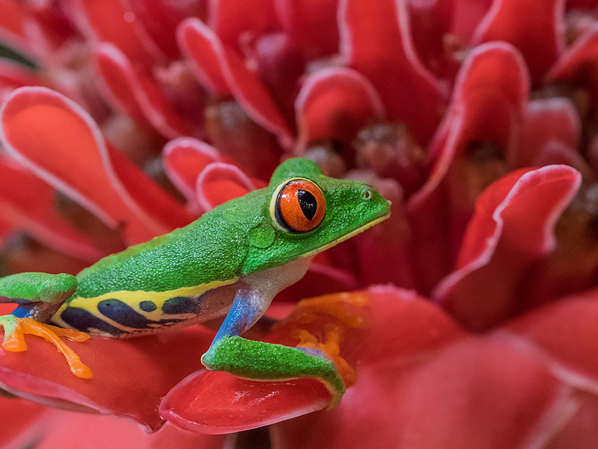 Red-eyed Tree Frog - HD Wallpaper 