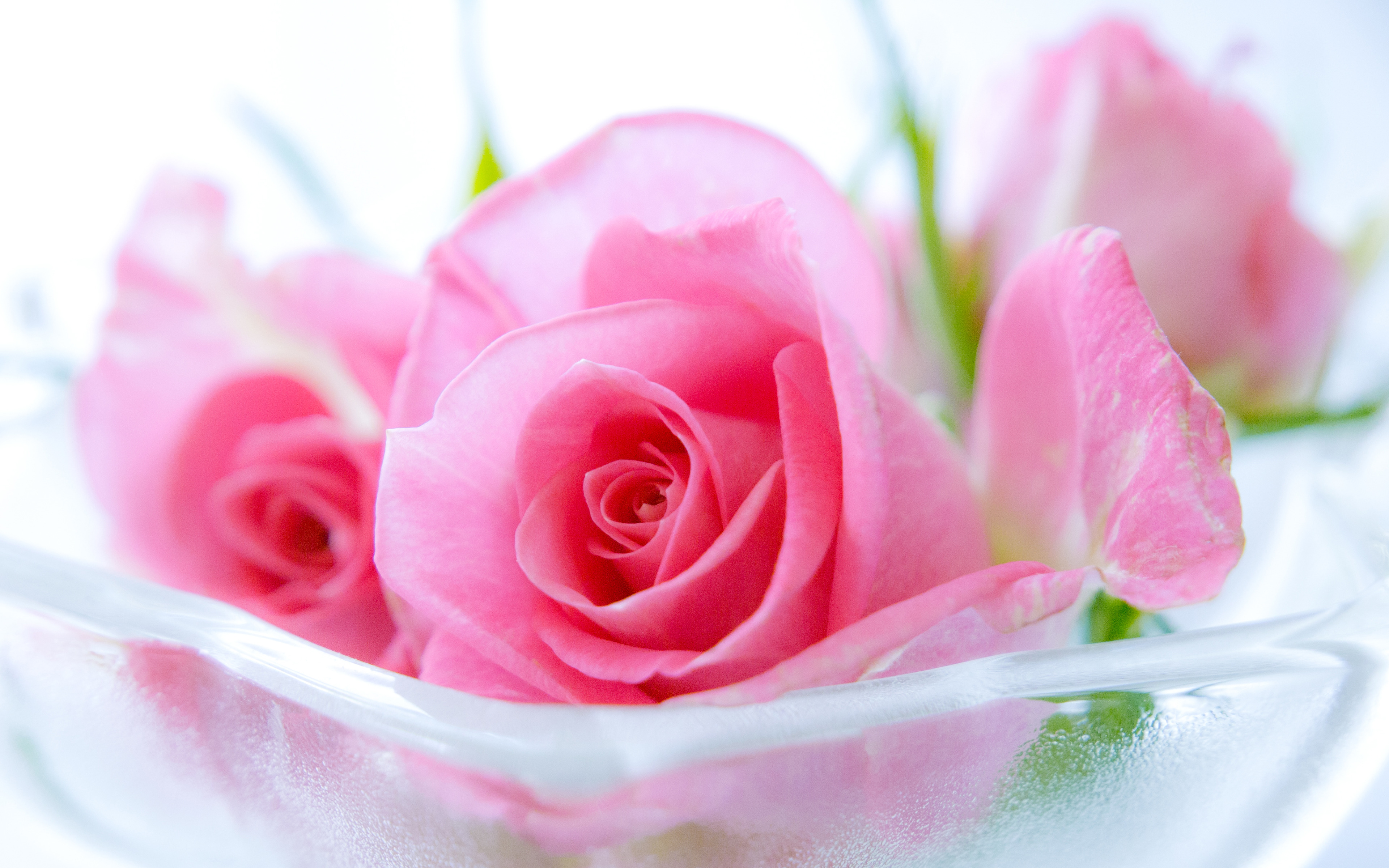 Pink Roses Images, Pink Roses Wallpapers - 3840x2400 Wallpaper 