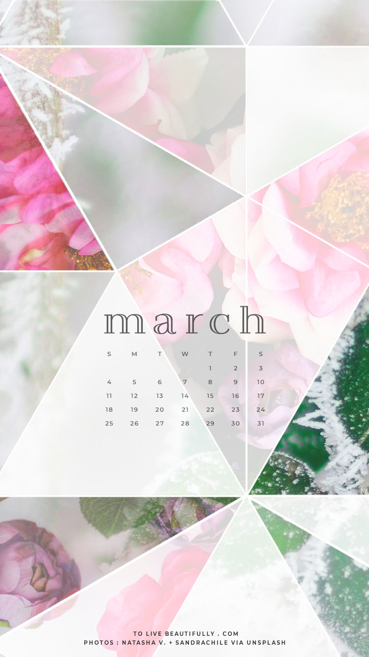 Rose - HD Wallpaper 