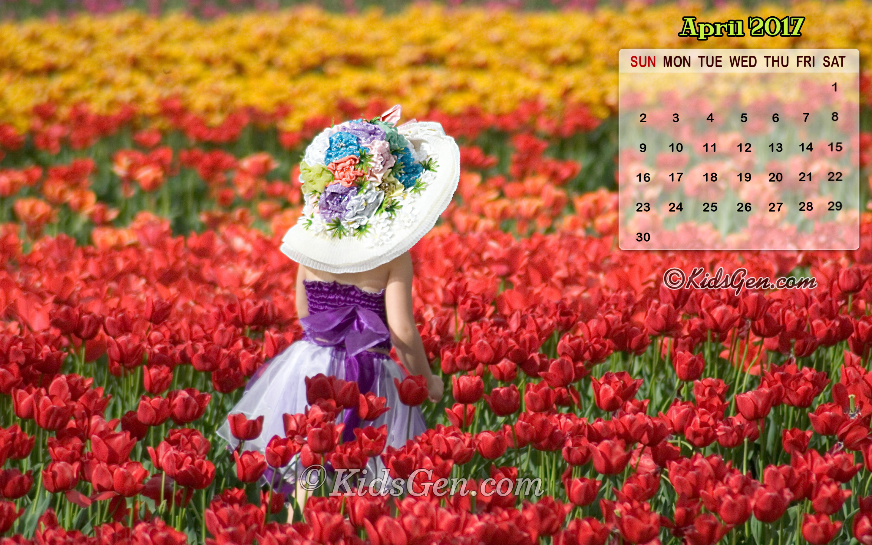 Sprenger's Tulip - HD Wallpaper 