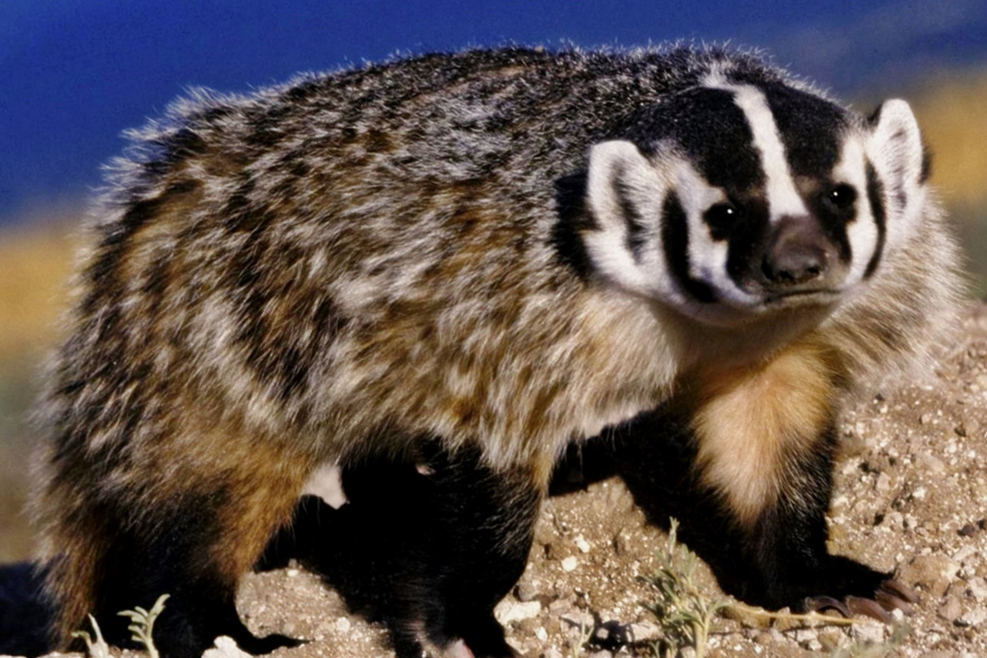 Полезные Свойства Мяса Барсучий - HD Wallpaper 