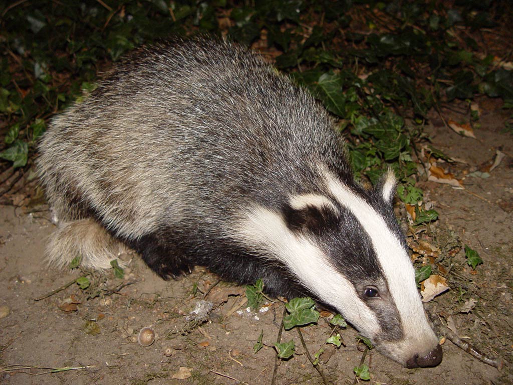 Free Badger Wallpaper Wallpapers Download - Badger - HD Wallpaper 