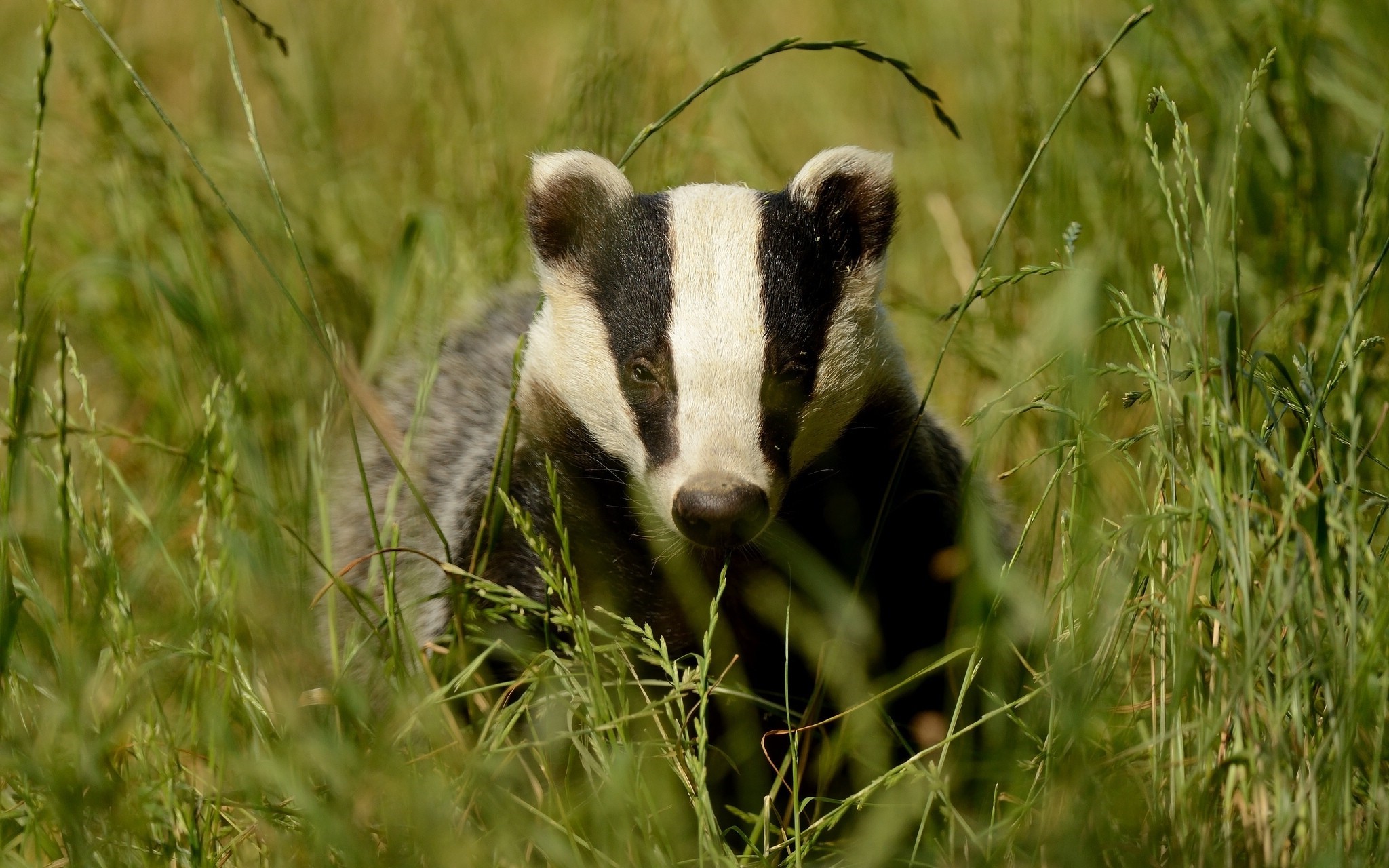 Badger Wallpaper - Blaireau Fond D Écran - HD Wallpaper 