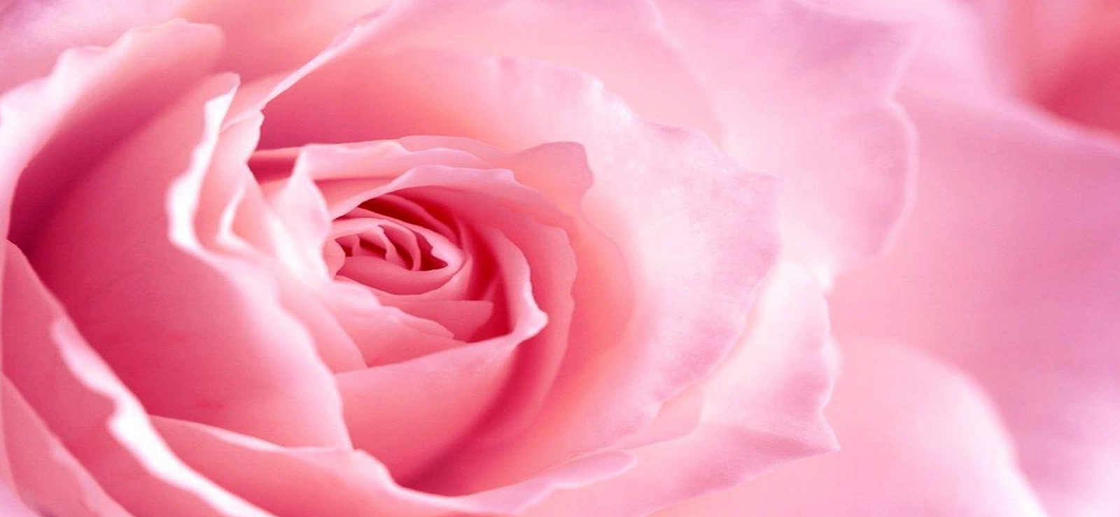 Cute Girly Wallpapers For Iphone - Garden Roses - HD Wallpaper 