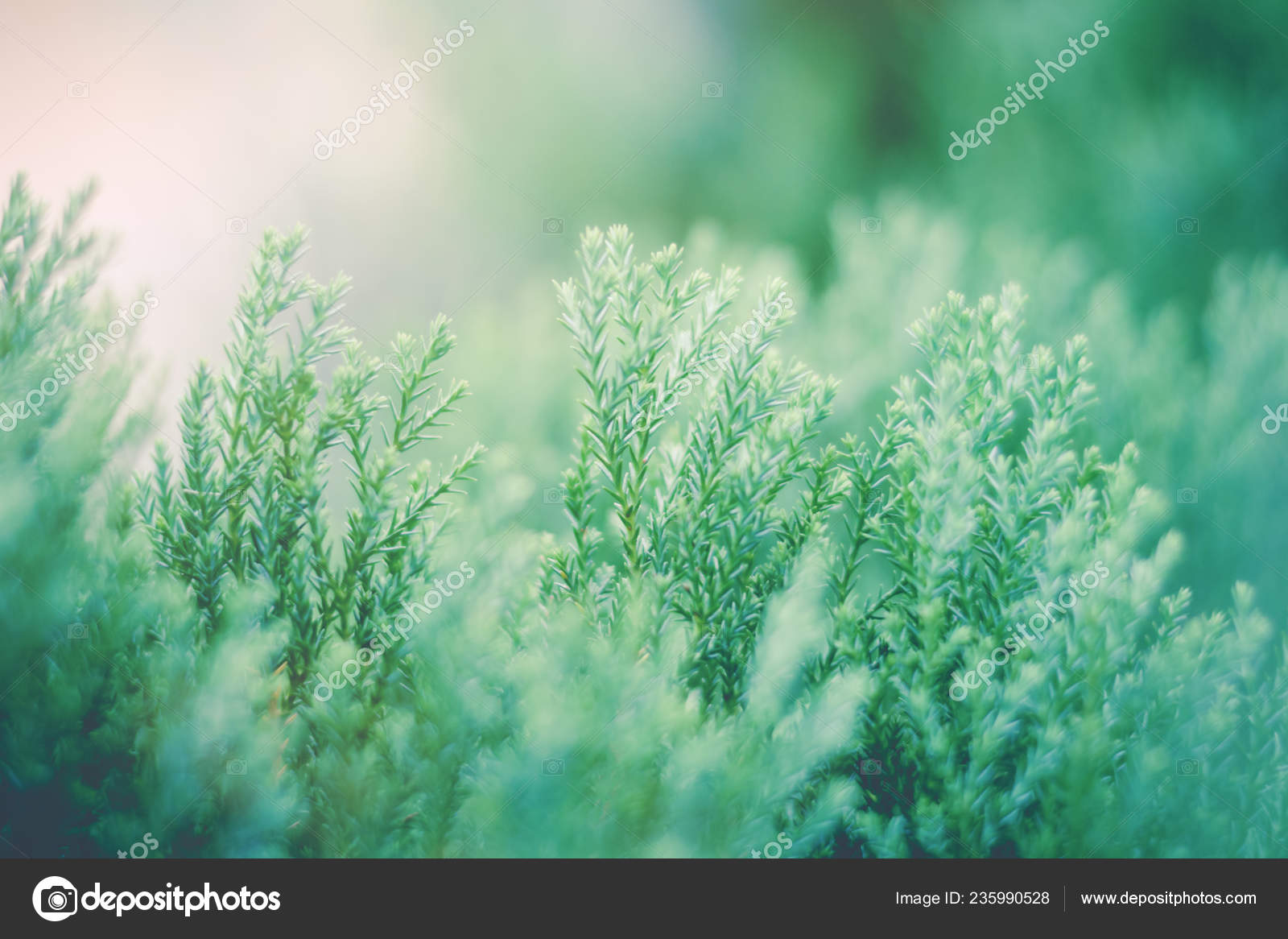 Planos De Fundo De Paisagens Verde - HD Wallpaper 