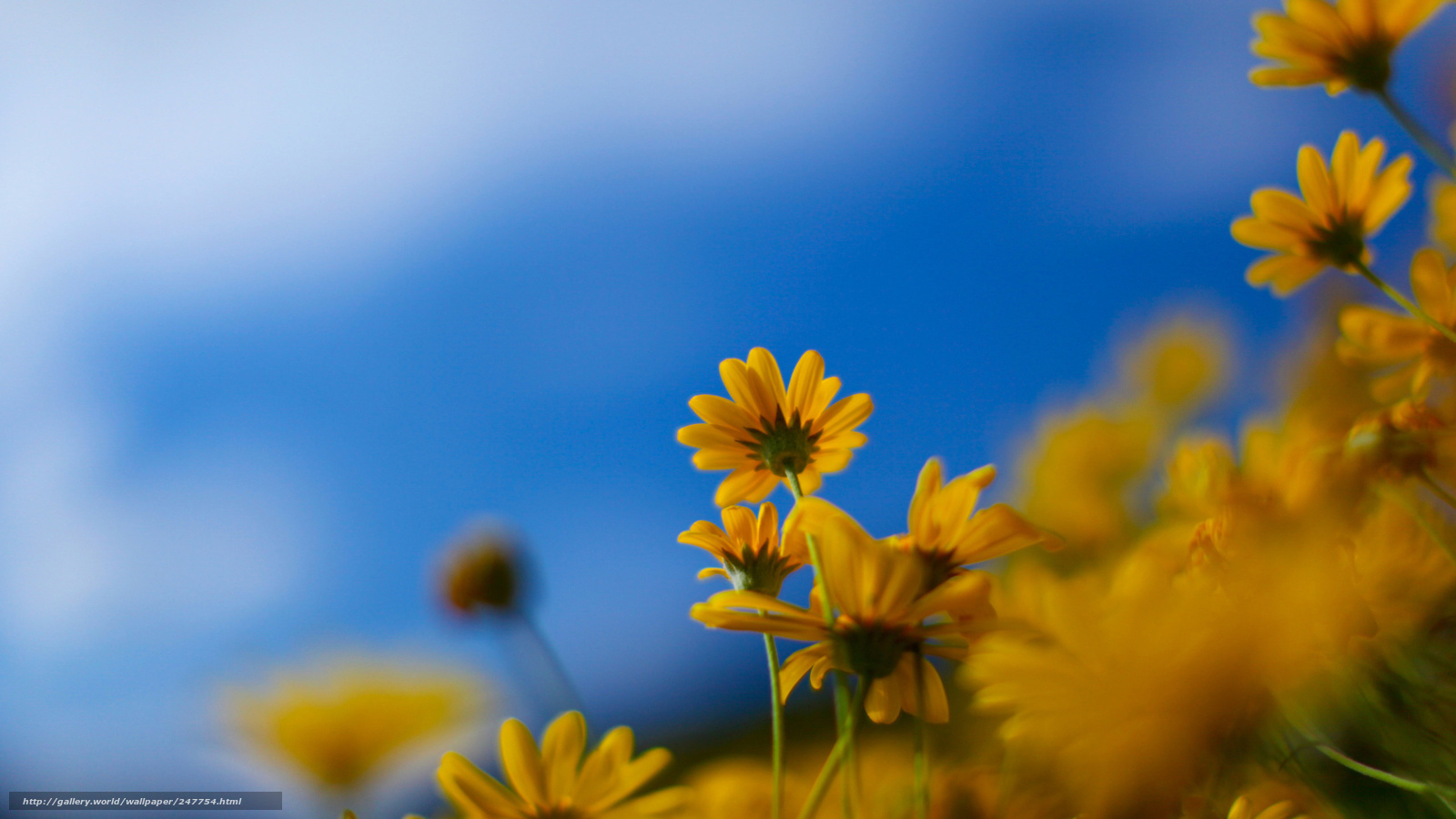 Tapety Full Hd Kwiaty - HD Wallpaper 