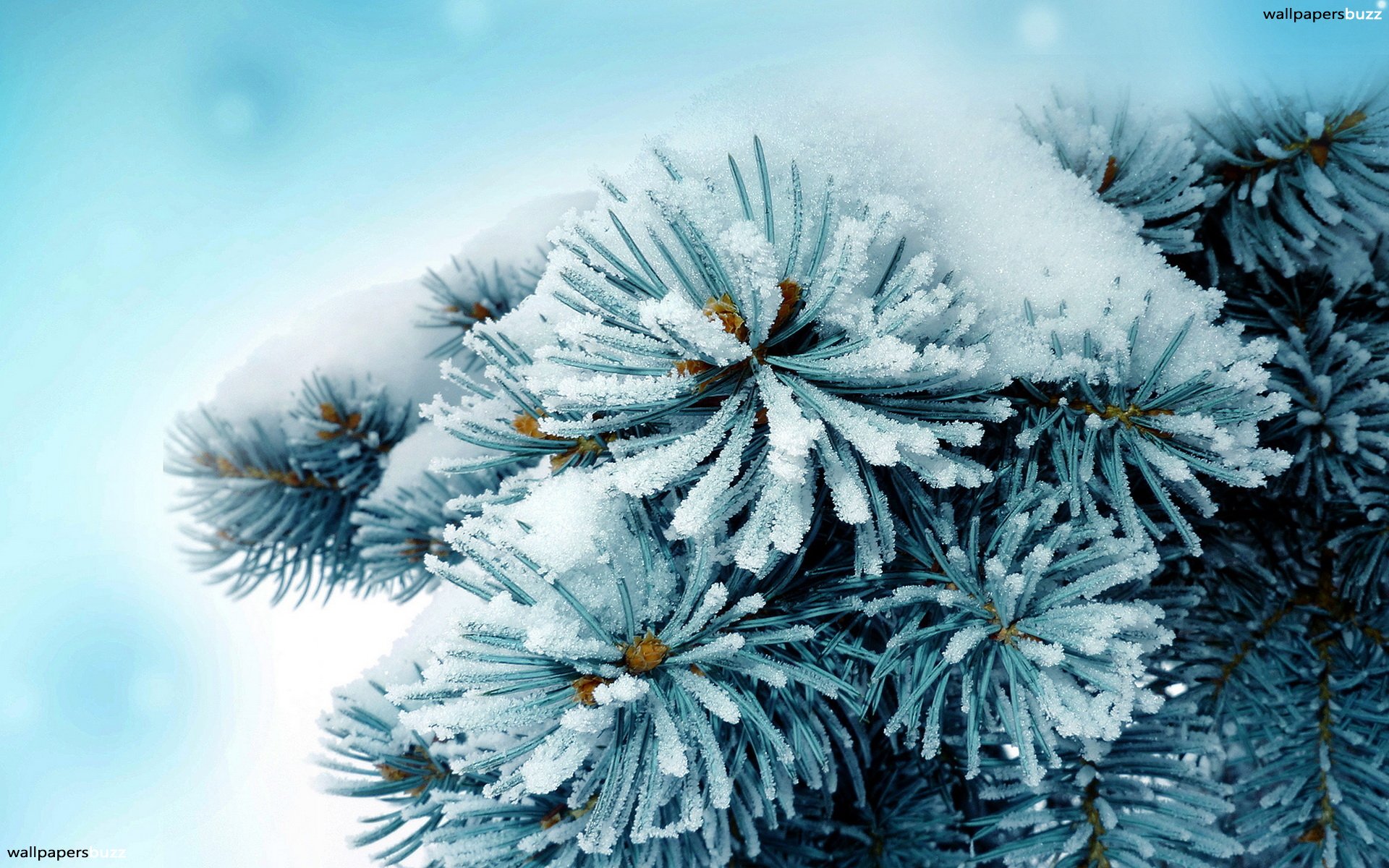 Winter Hd Wallpaper Desktop Pinetree - HD Wallpaper 