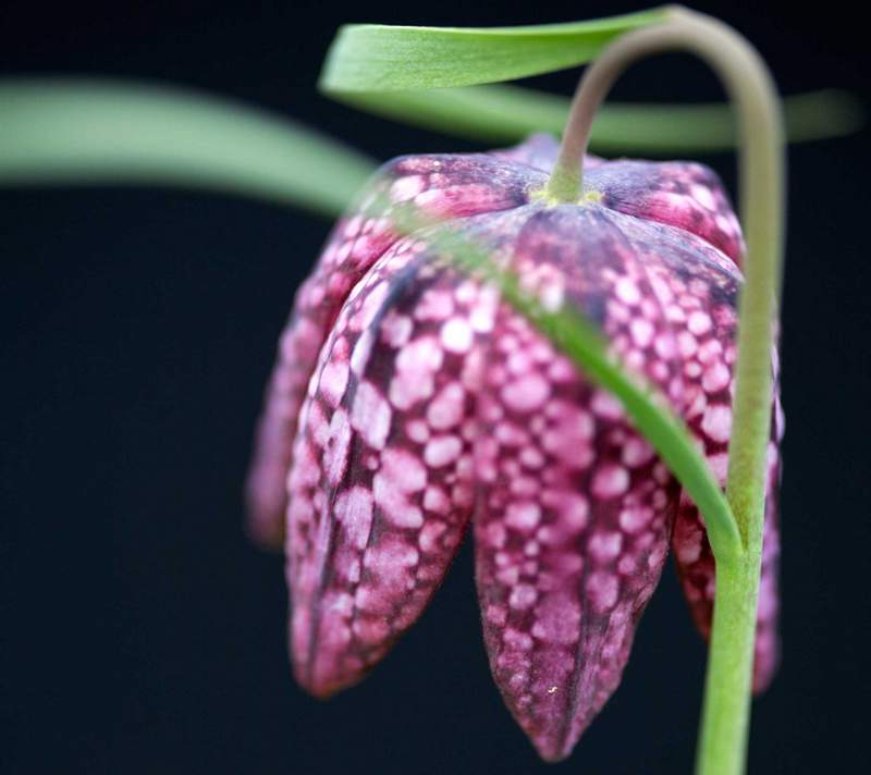 Wallpaper Nokia 8 1 - Nokia - HD Wallpaper 