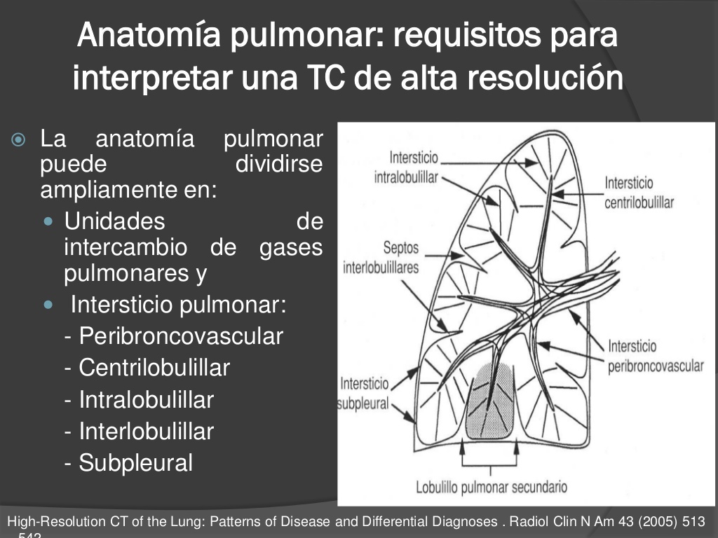 Lung Interstitium - HD Wallpaper 