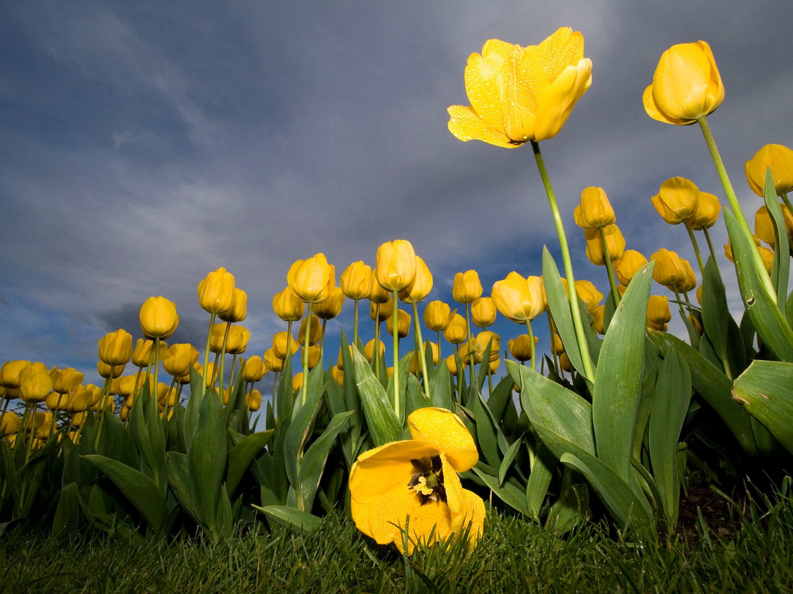 ภาพ ธรรมชาติ สี เหลือง - HD Wallpaper 