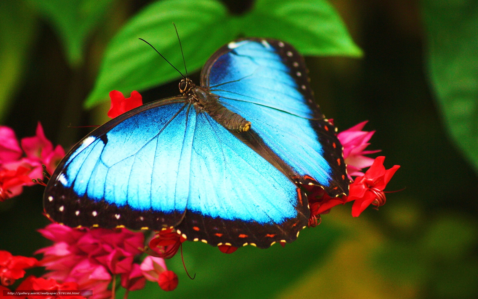 Mariposa Morpho Azul Hd - HD Wallpaper 