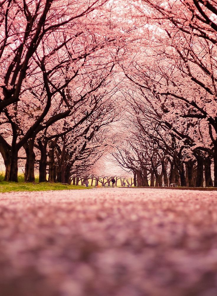 Nature Iphone Wallpaper Cherry Blossom - HD Wallpaper 