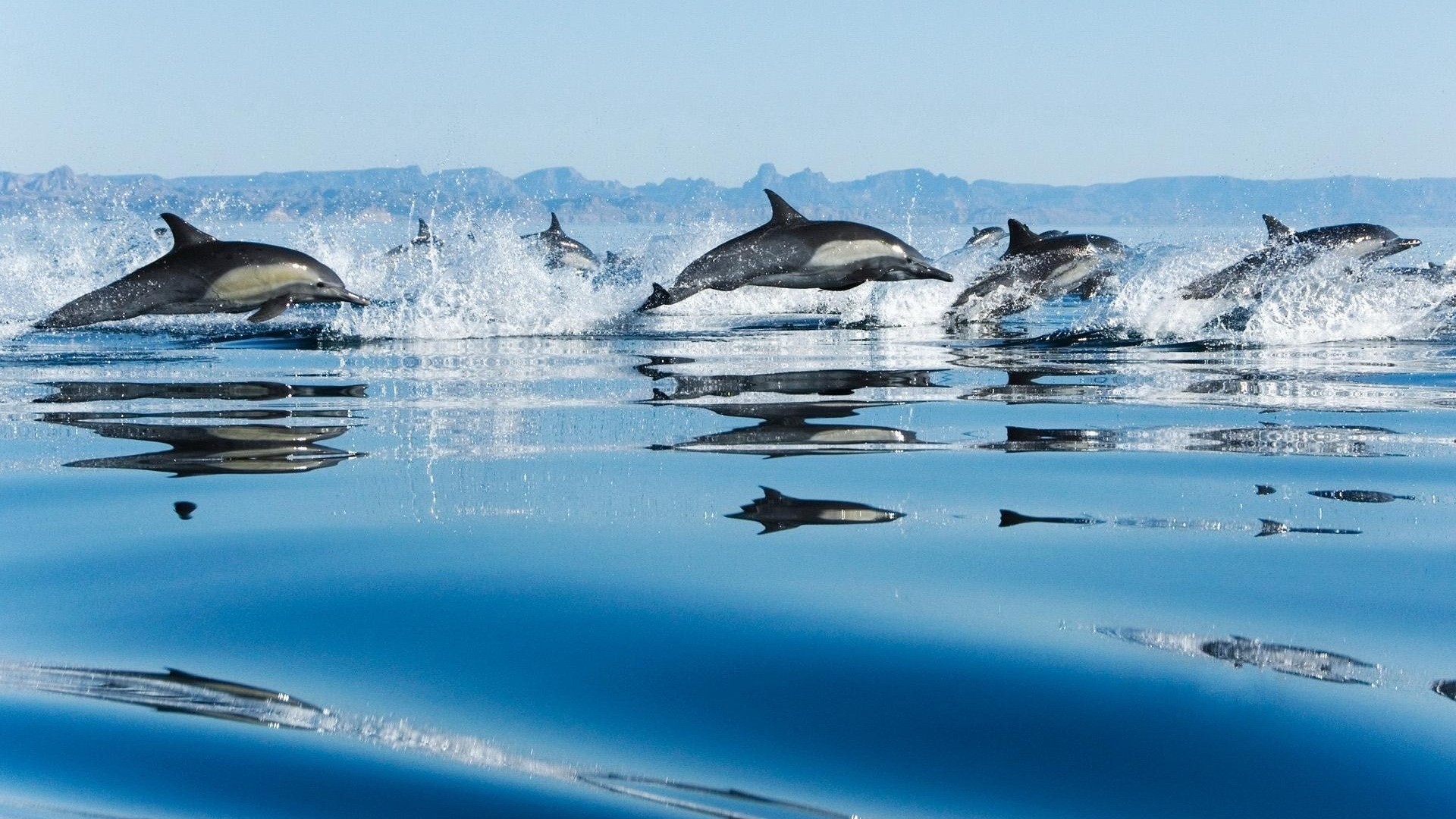 School Of Dolphins Jumping - HD Wallpaper 