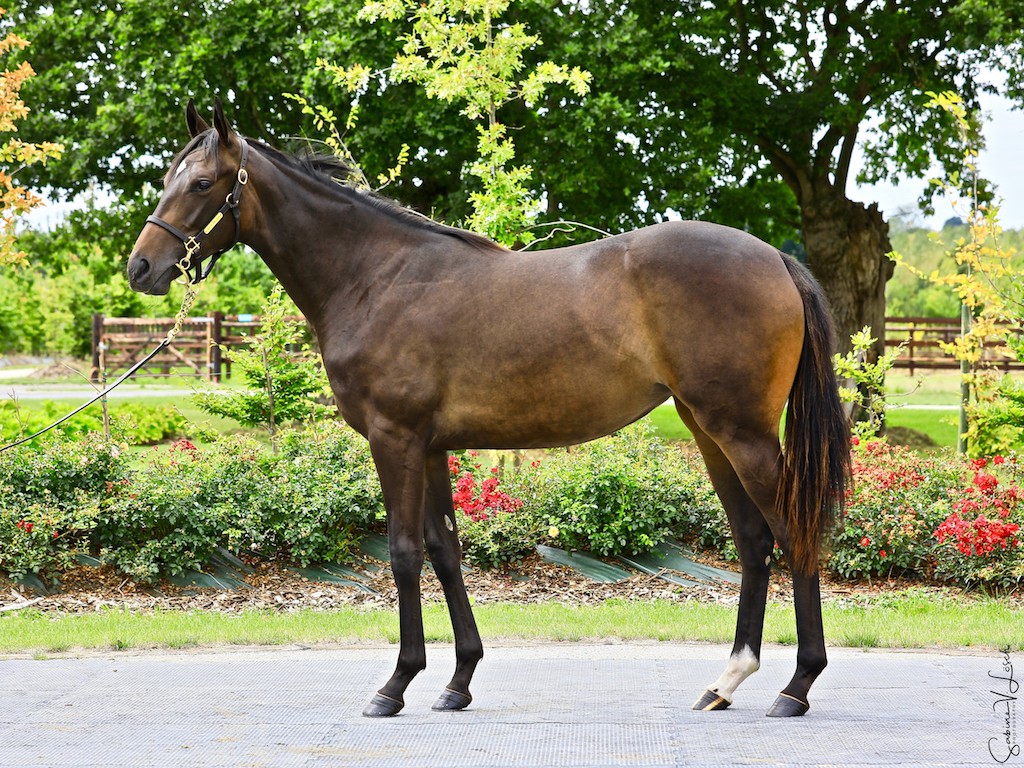 Stallion - HD Wallpaper 