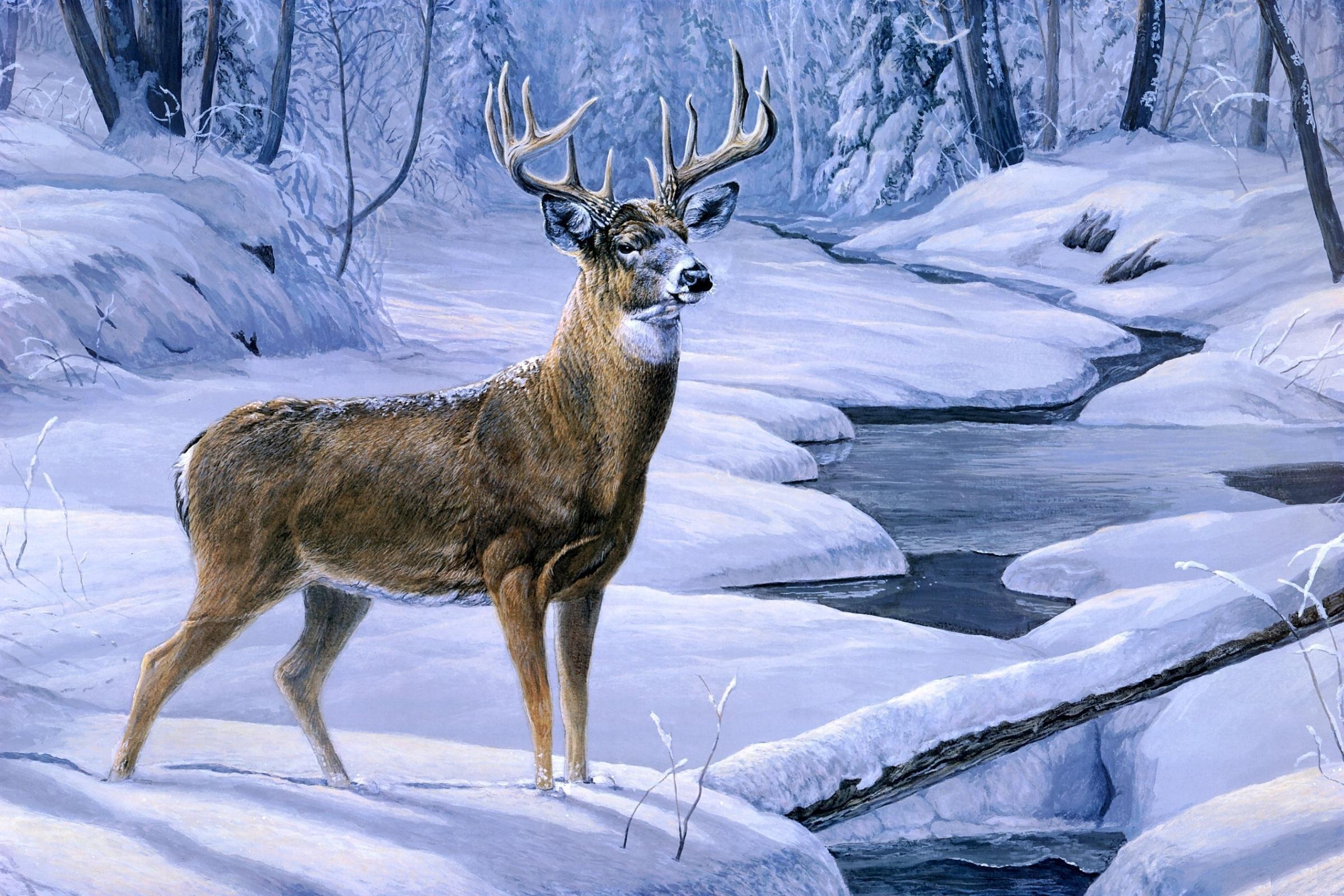 Laura Marca Finberg * Novembro Neve - Winter Landscape With Deer - HD Wallpaper 
