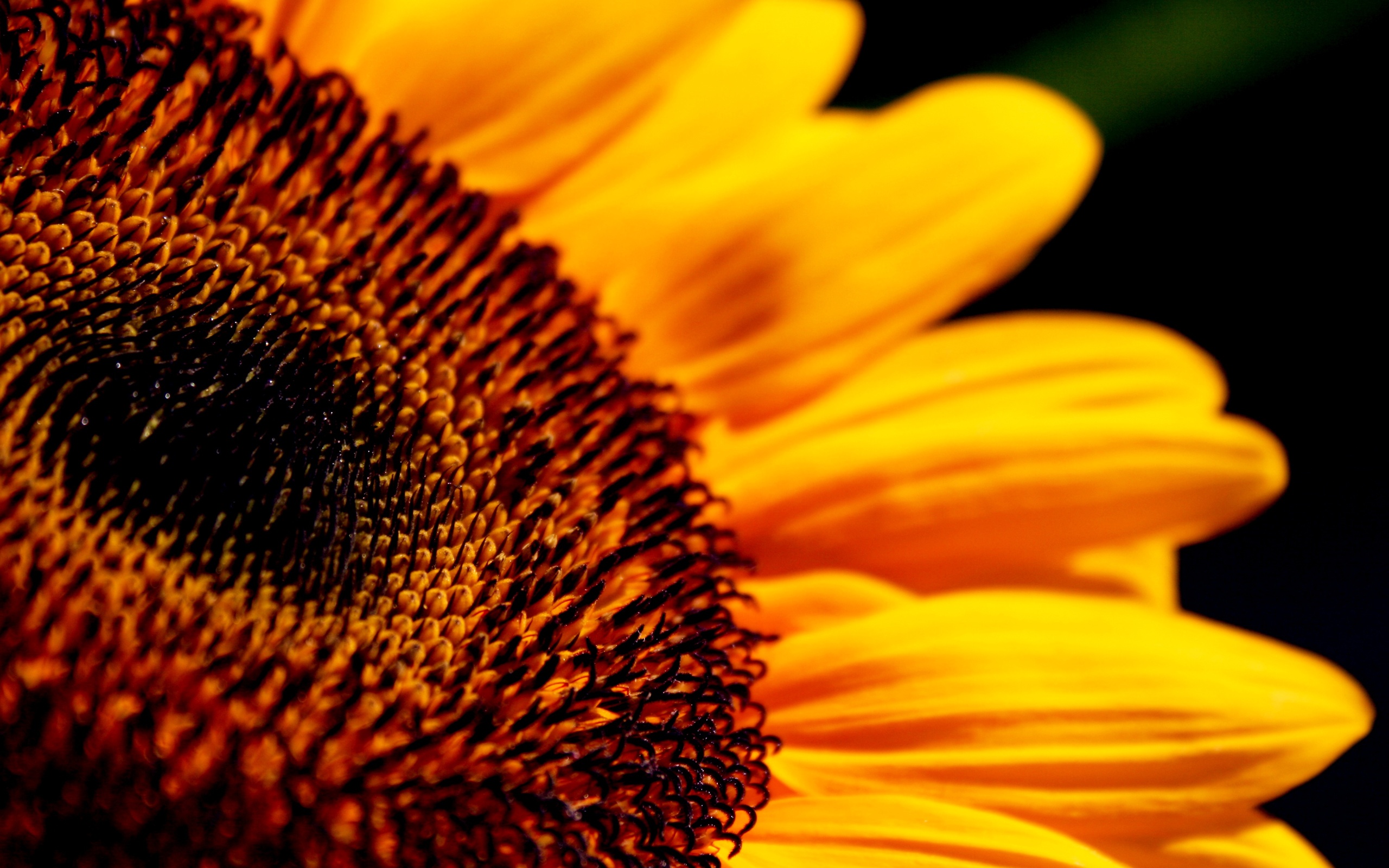 Papéis De Parede Flor De Girassol Definição Close-up - Flowers Close Up Sunflower - HD Wallpaper 