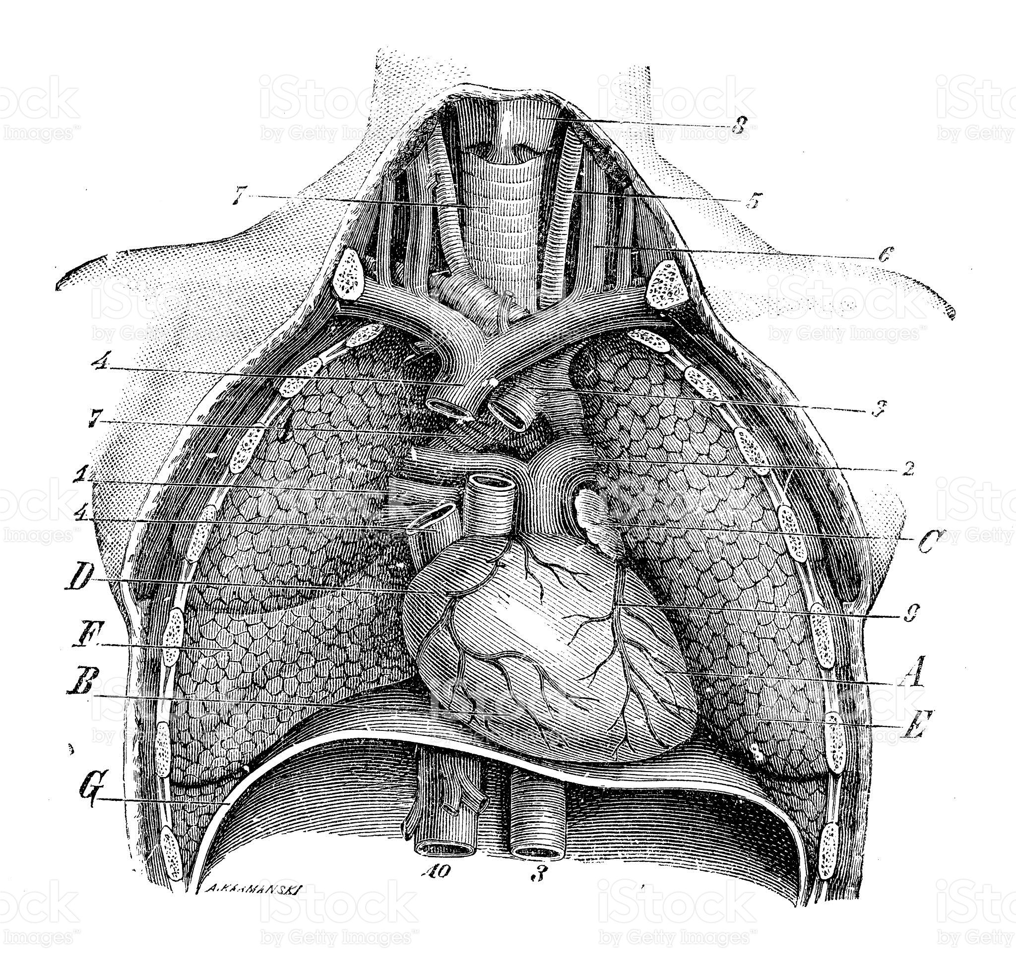 Heart - HD Wallpaper 