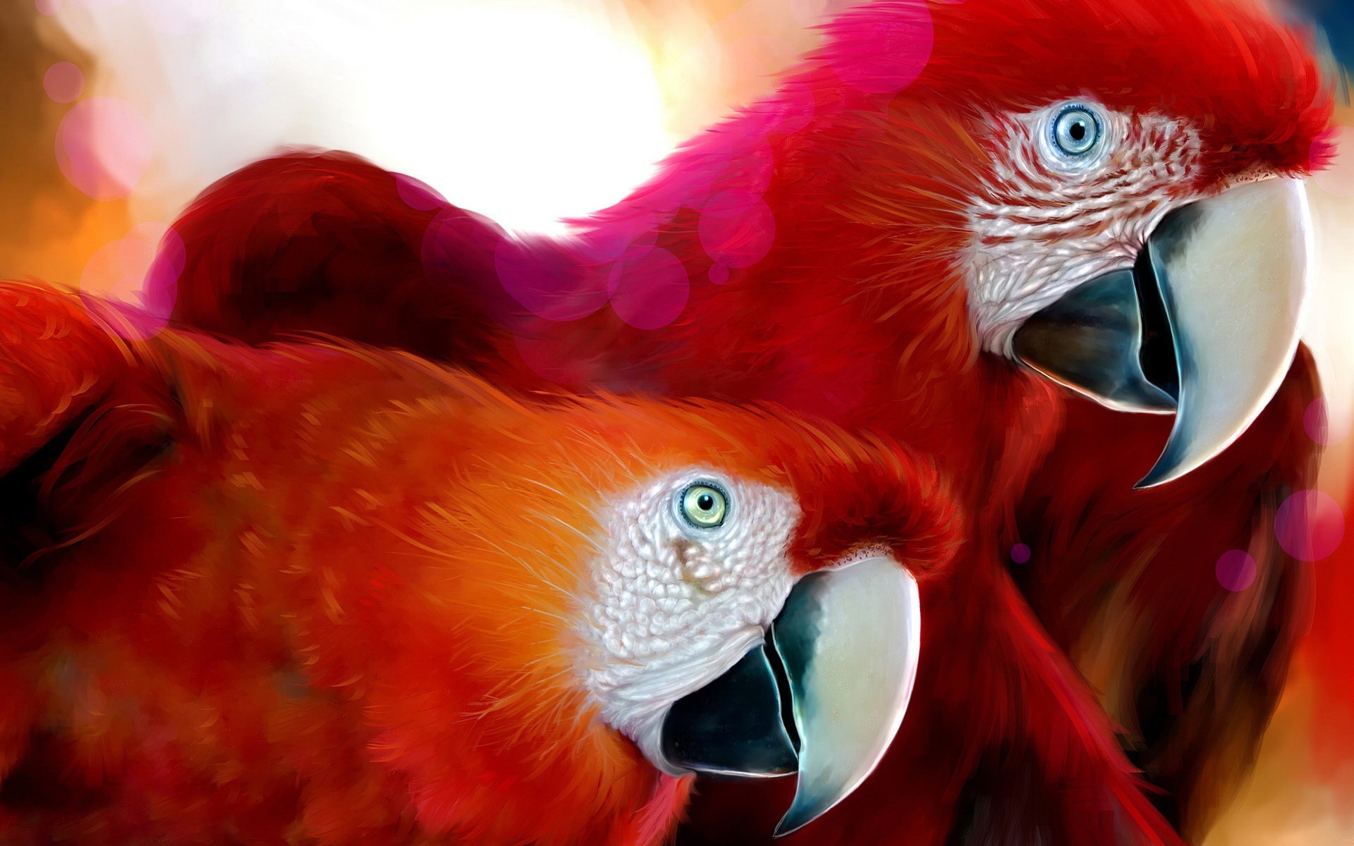 Beautiful Parrot Hd - HD Wallpaper 
