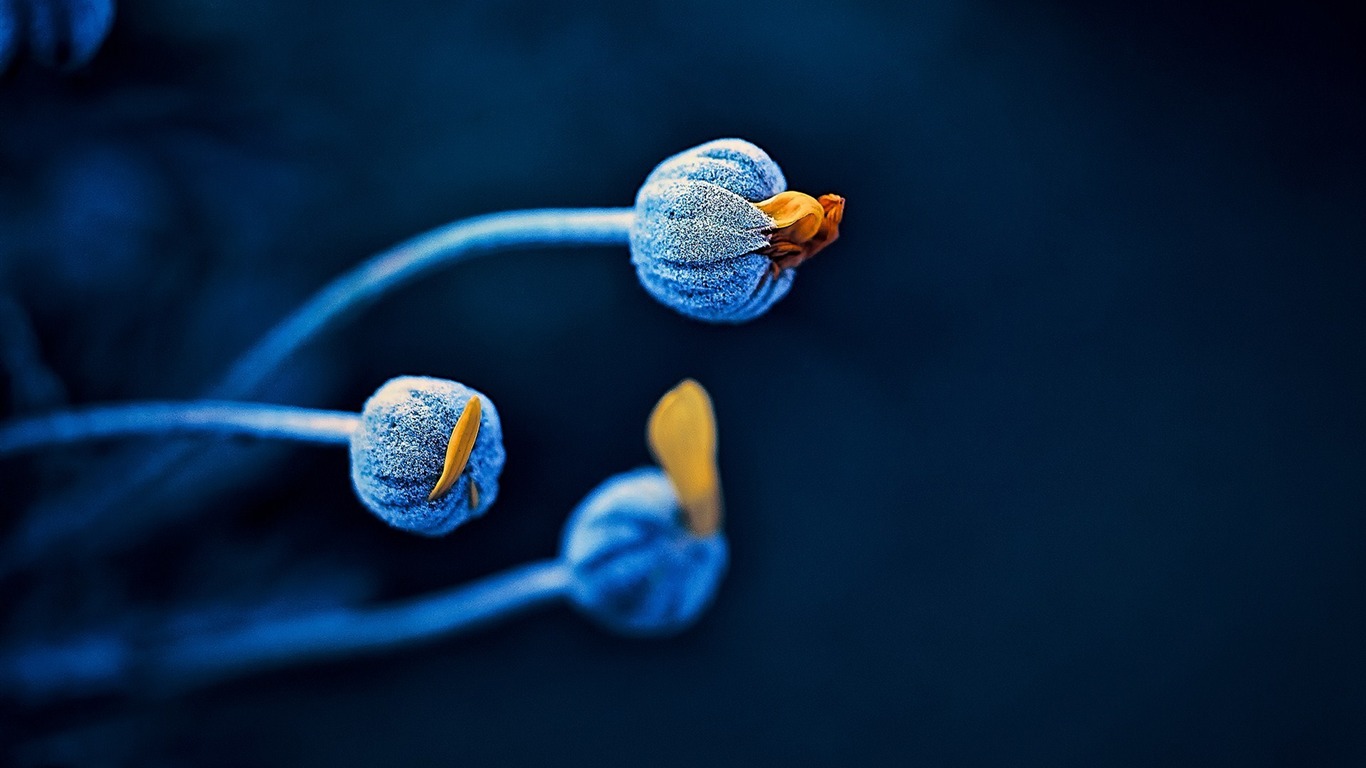 Dark Blue Flower-hd Widescreen Wallpaper2014 - HD Wallpaper 