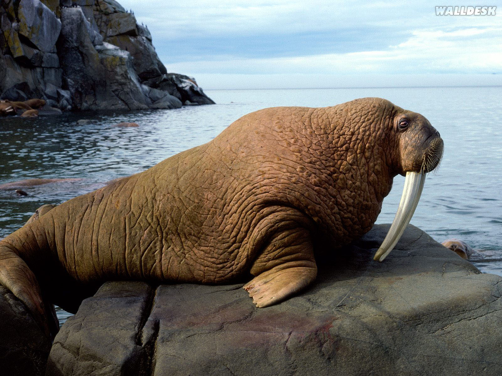 Animal Marinho Wallpaper - Walrus Bull - HD Wallpaper 