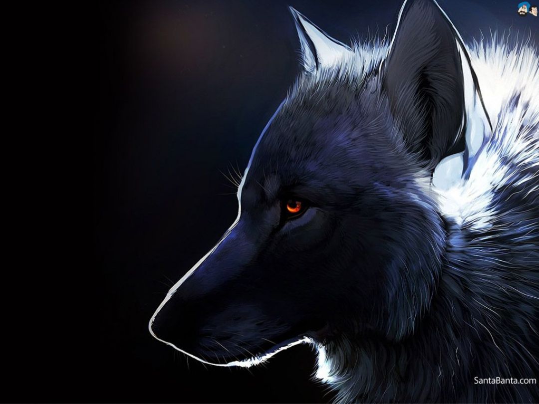 Android, Iphone, Desktop Hd Backgrounds / Wallpapers - Grey Wolf Wallpapers Hd - HD Wallpaper 