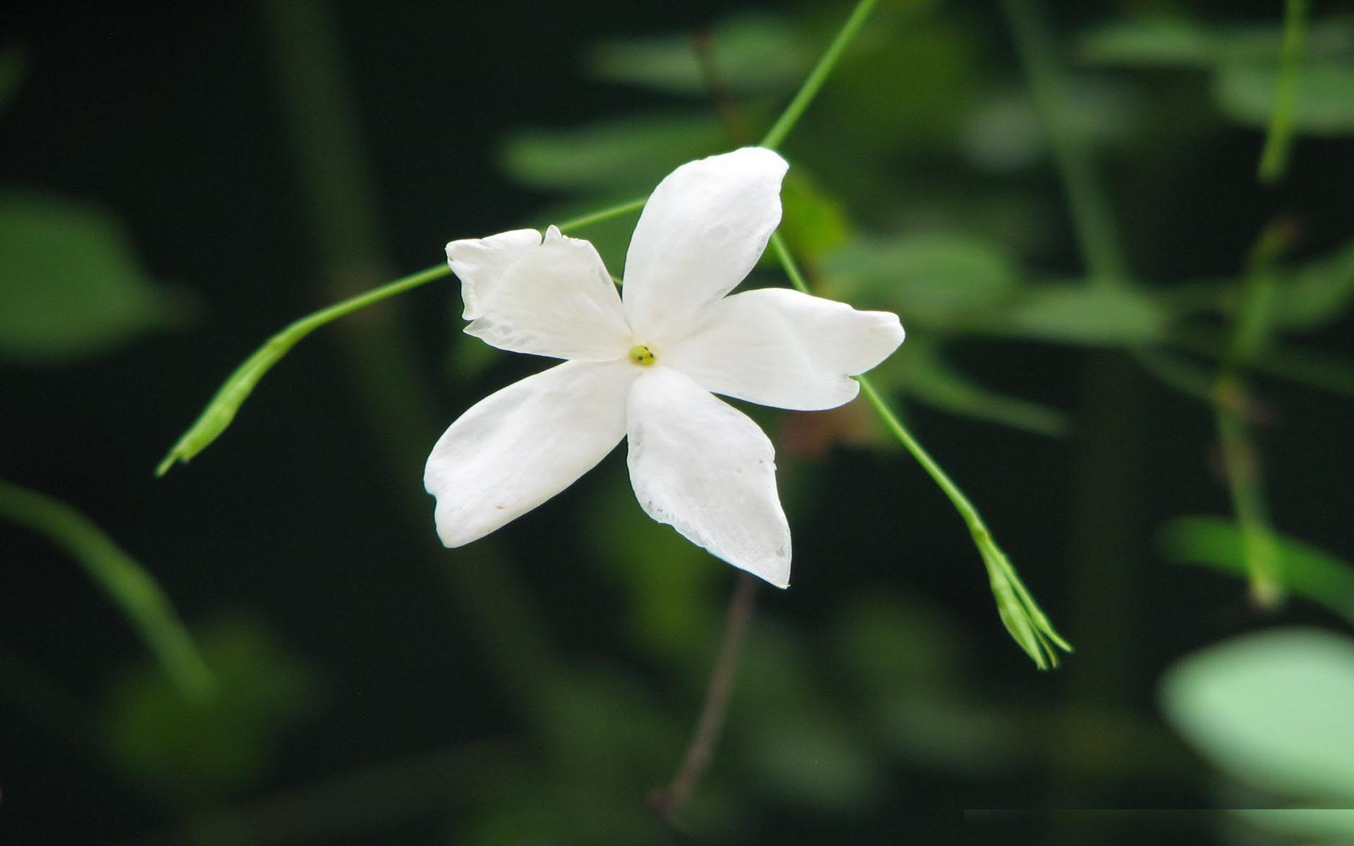 Jasmine One Flower - HD Wallpaper 