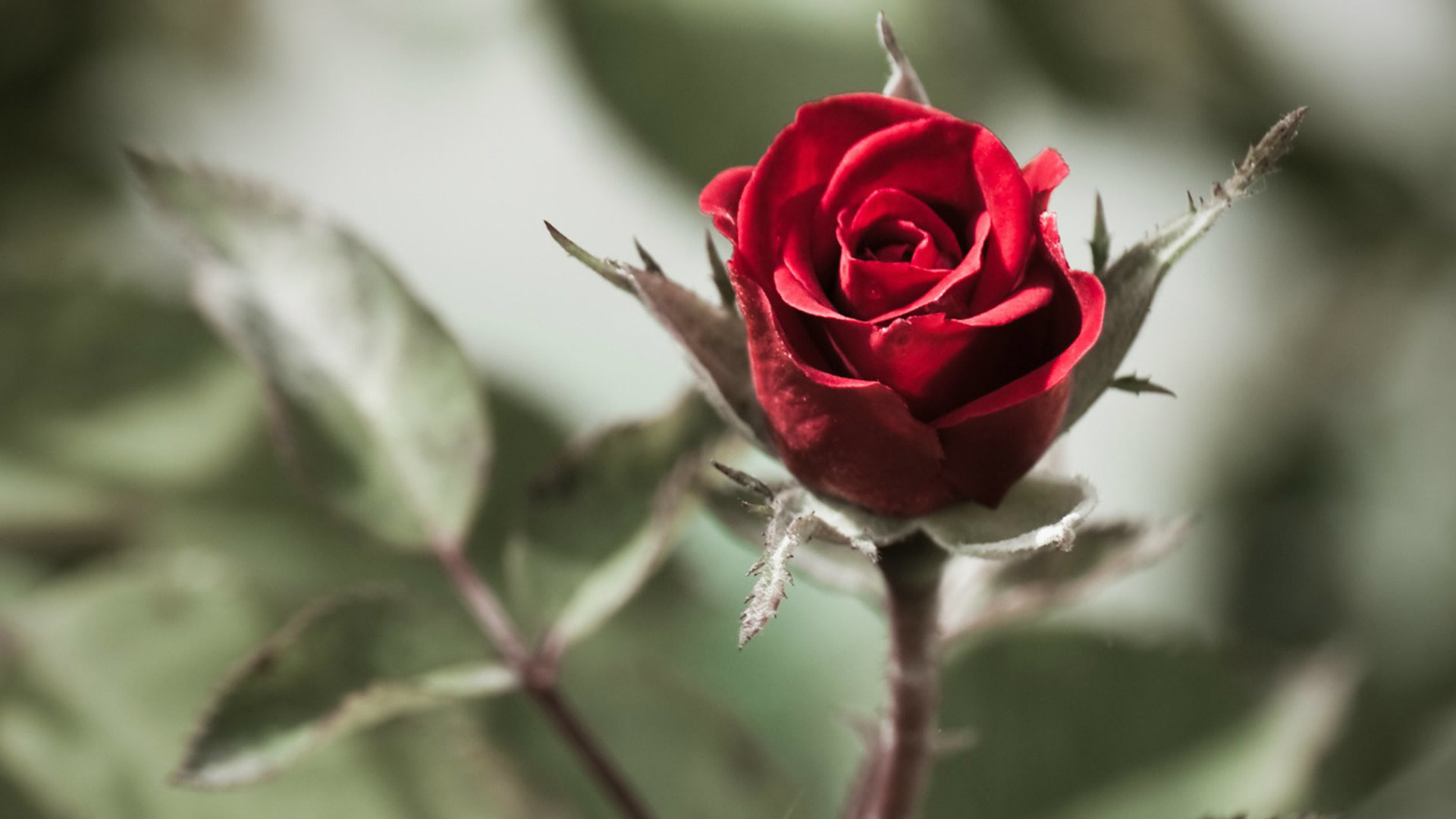 Hd Red Rose Image Download - HD Wallpaper 
