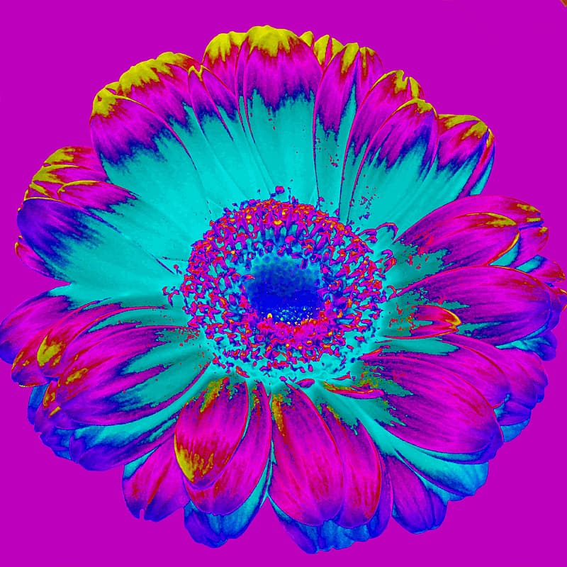 Blue, Pink, And Yellow Daisy Flower Wallpaper - HD Wallpaper 
