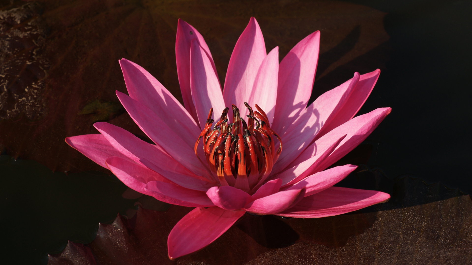 Red Lotus Flower - HD Wallpaper 