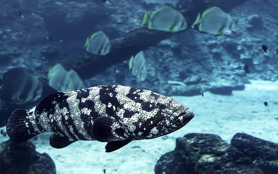 Cod, Townsville, Closeup, Great Barrier Reef, Davies - Great Barrier Reef - HD Wallpaper 