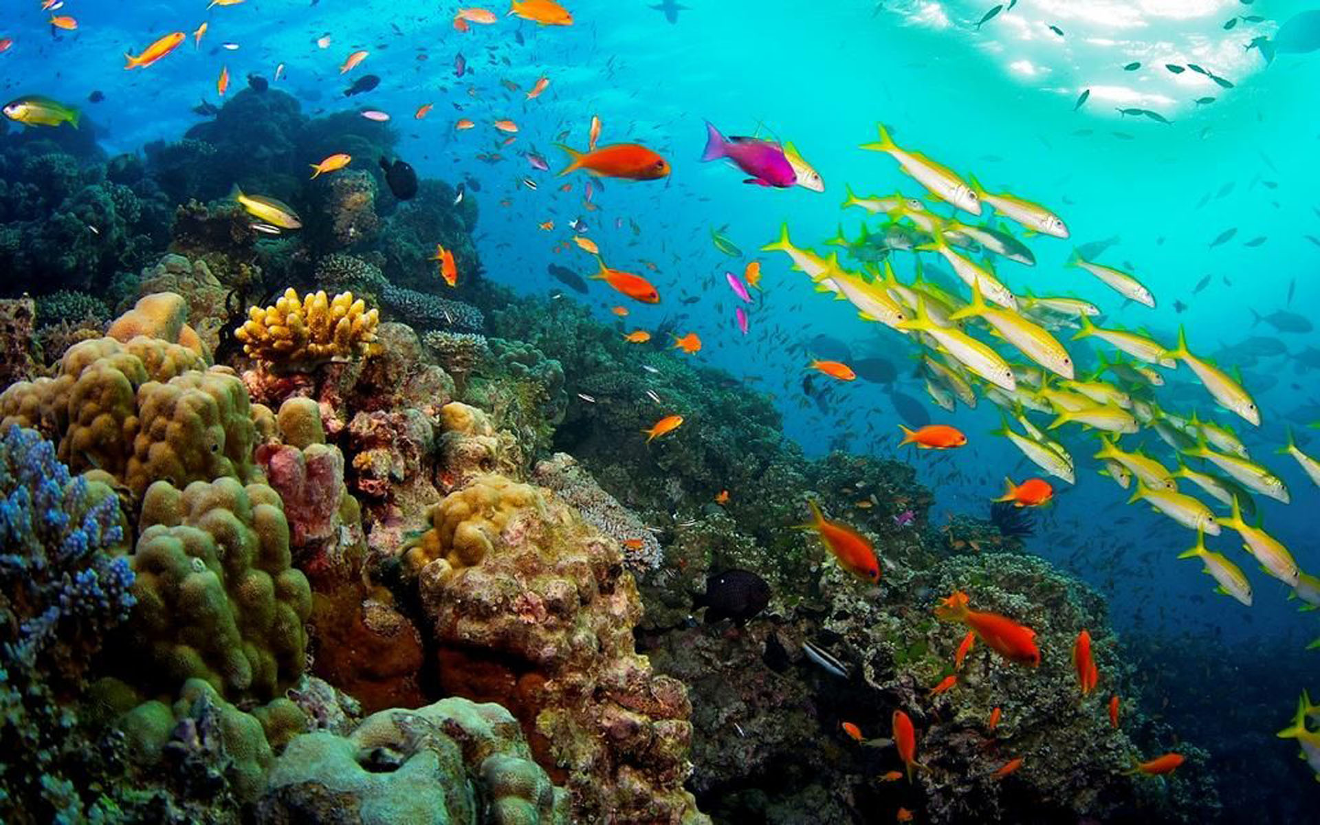 Great Barrier Reef Small Fish - HD Wallpaper 