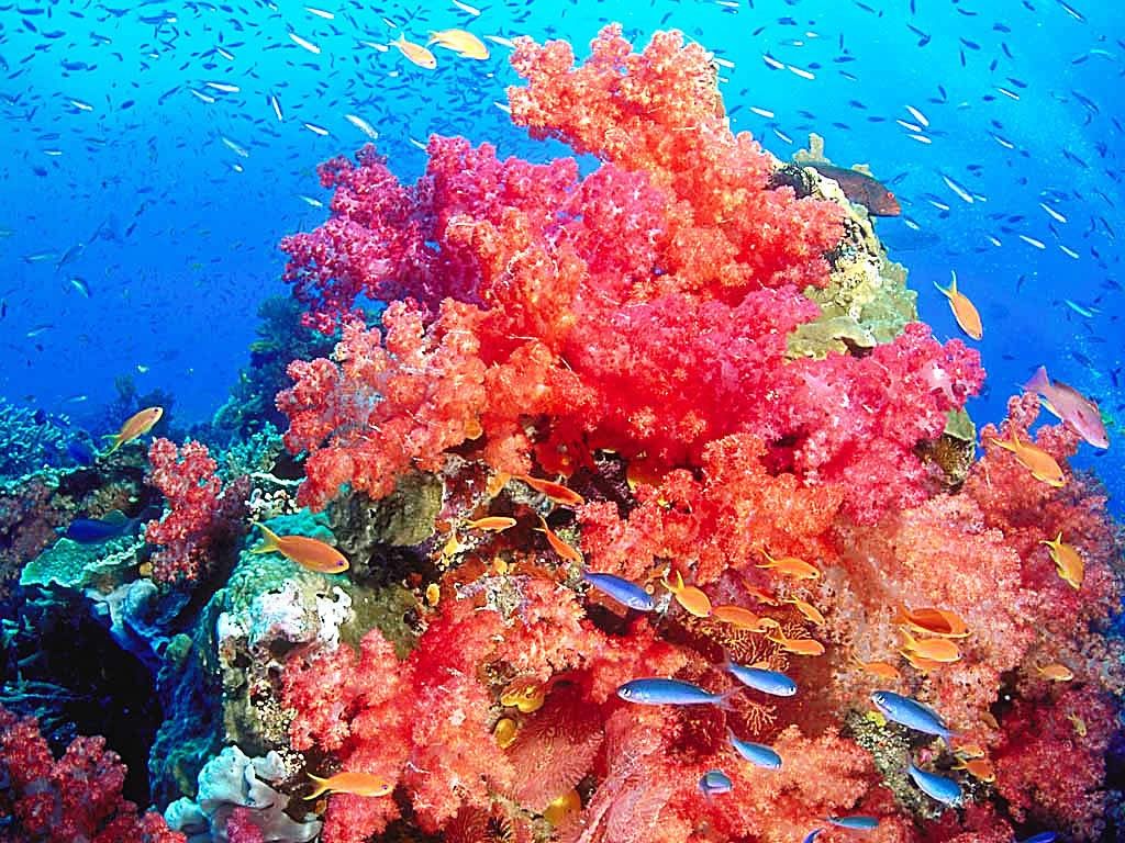 Coral Colored Coral Reef - HD Wallpaper 