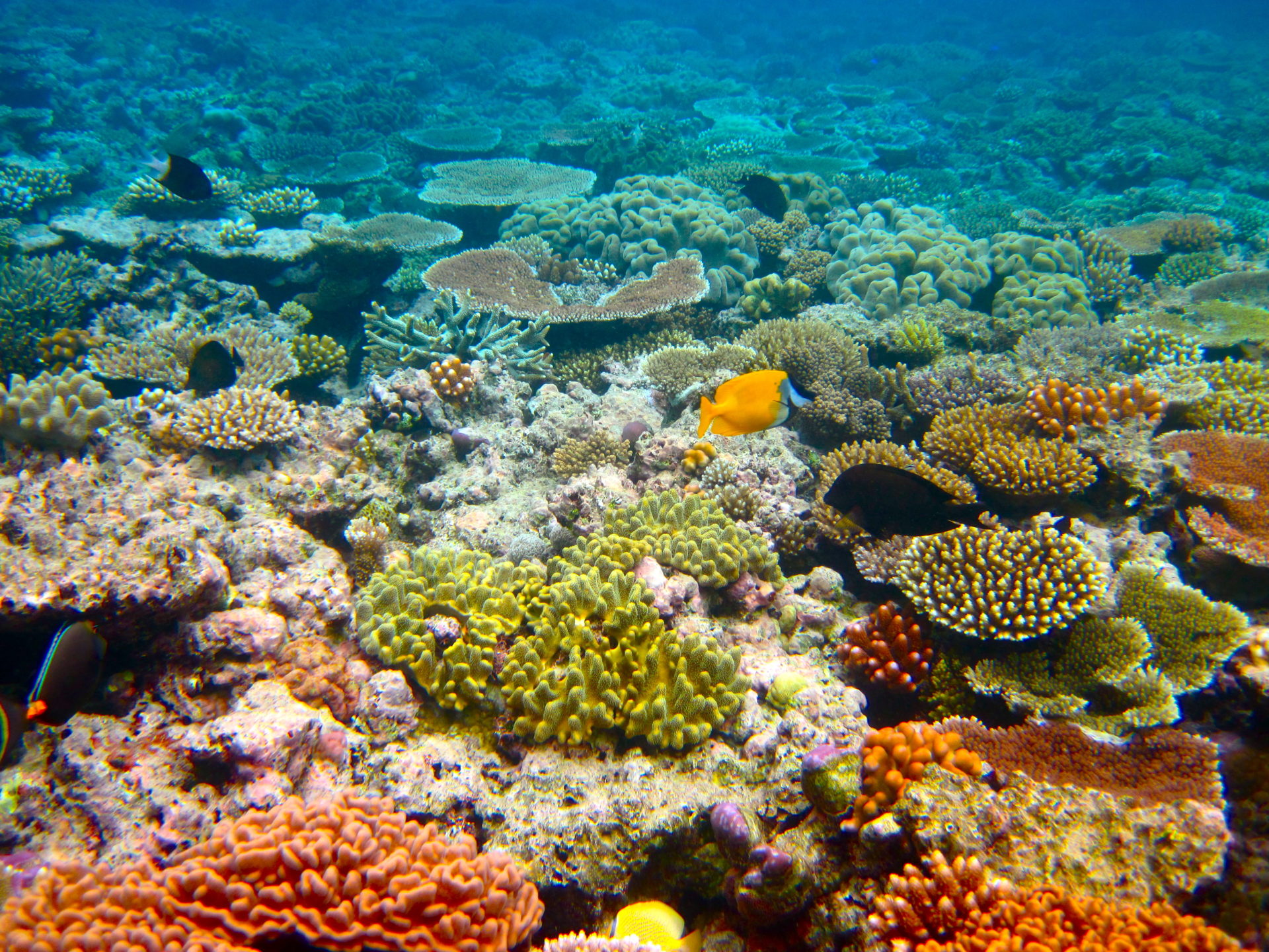 Great Barrier Reef 7 Natural Wonders - HD Wallpaper 