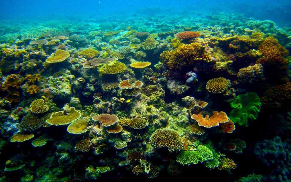 Port Douglas, The Great Barrier Reef, Australia - Great Barrier Reef - HD Wallpaper 