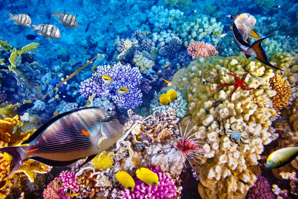 Australia S Great Barrier Reef - HD Wallpaper 