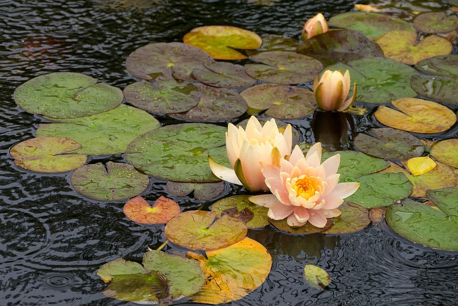 Water Lily Flowers In A Lily Pad Flowing In A Koi Pond - HD Wallpaper 