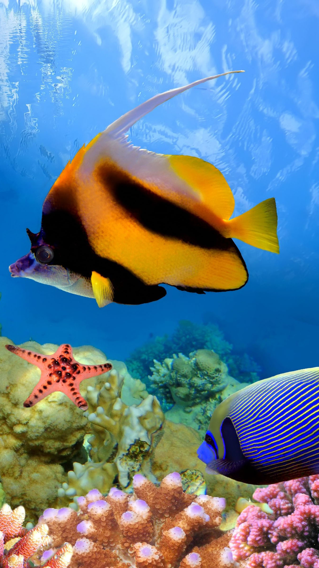 Great Barrier Reef - HD Wallpaper 