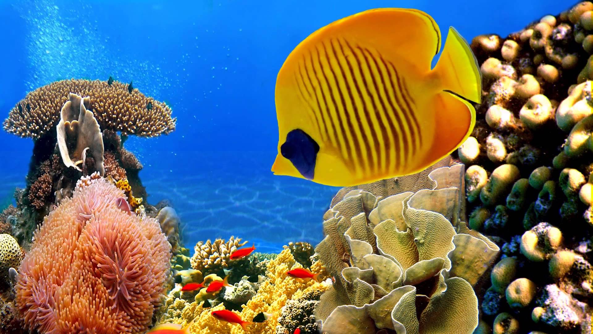 Coral Reef, Q/1630828372, Rating Wallpaper - High Resolution Coral Reefs Hd - HD Wallpaper 