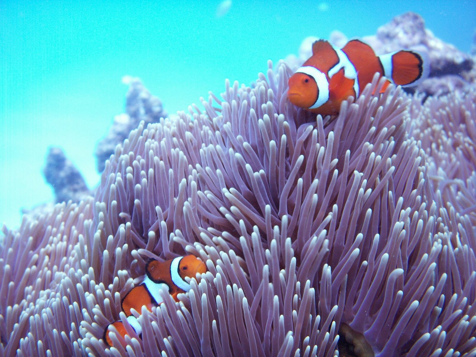Great Barrier Reef Flora And Fauna - HD Wallpaper 