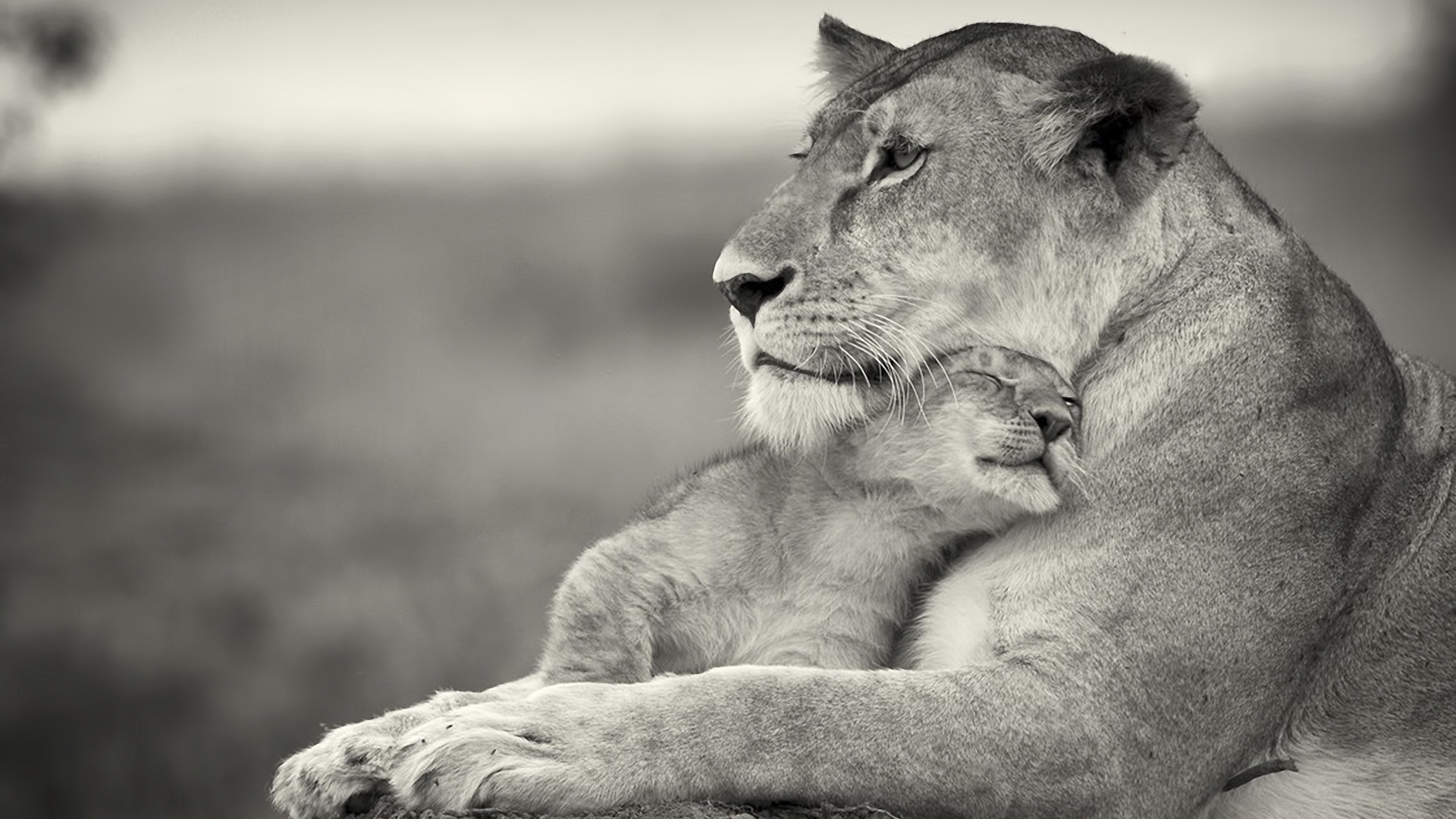 Mothers Love Images And Wallpaper - Lioness And Baby Lion - HD Wallpaper 