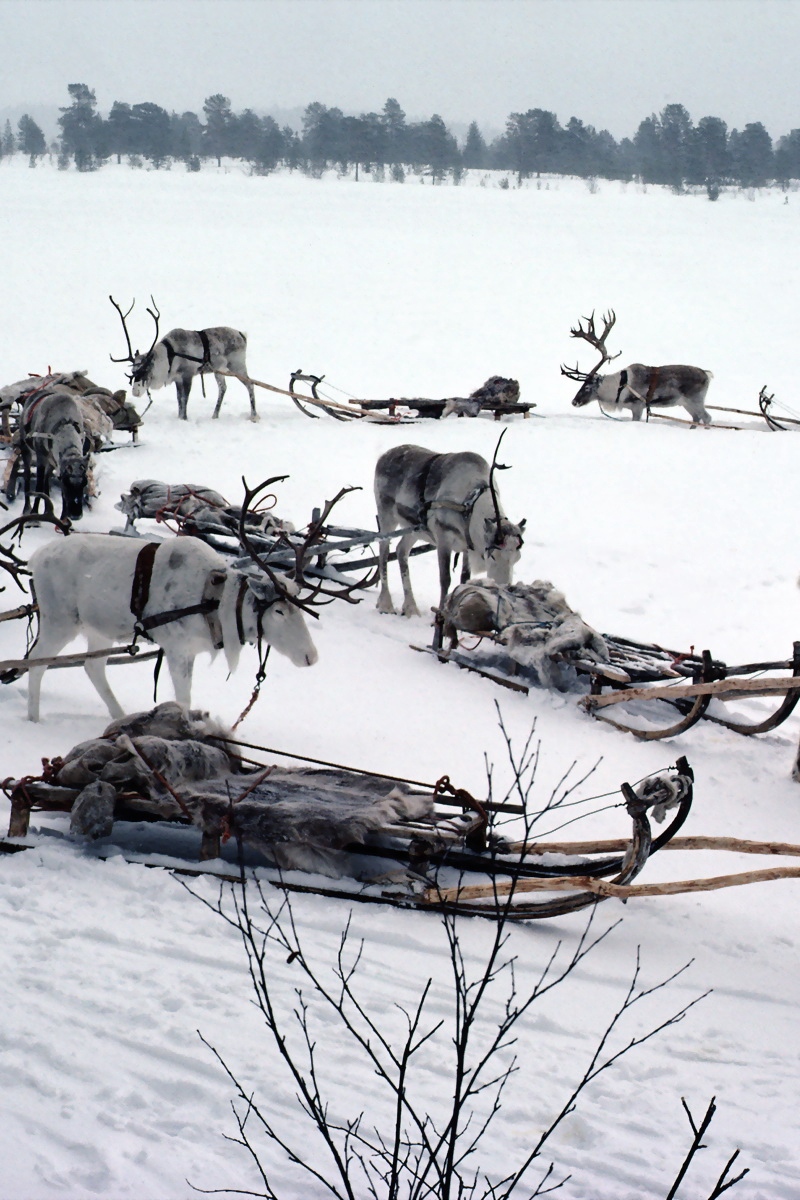 Wallpaper Snow, Deer, Sledge, Team, Transport, North - Sledge Deer - HD Wallpaper 