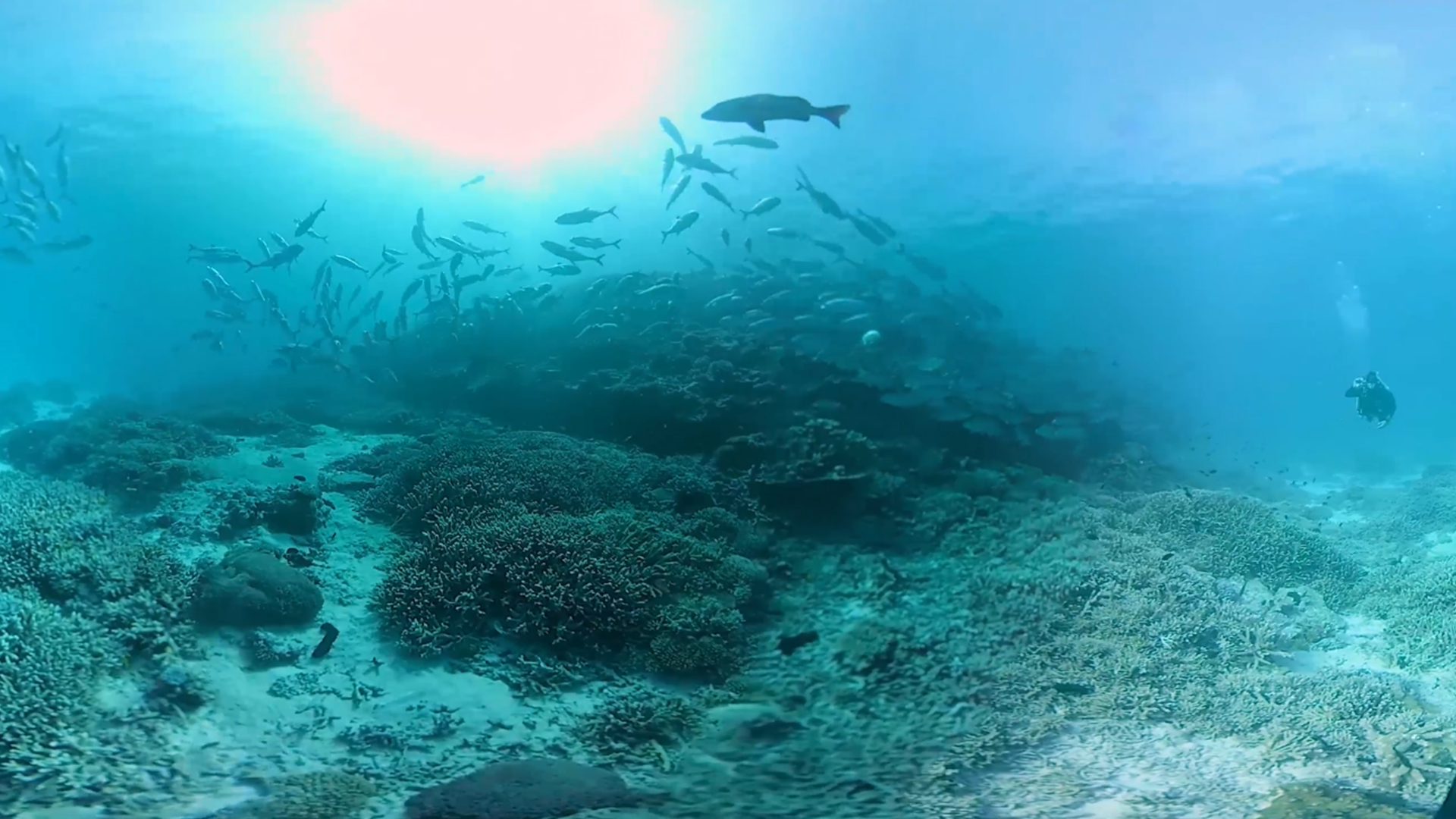 Underwater - HD Wallpaper 