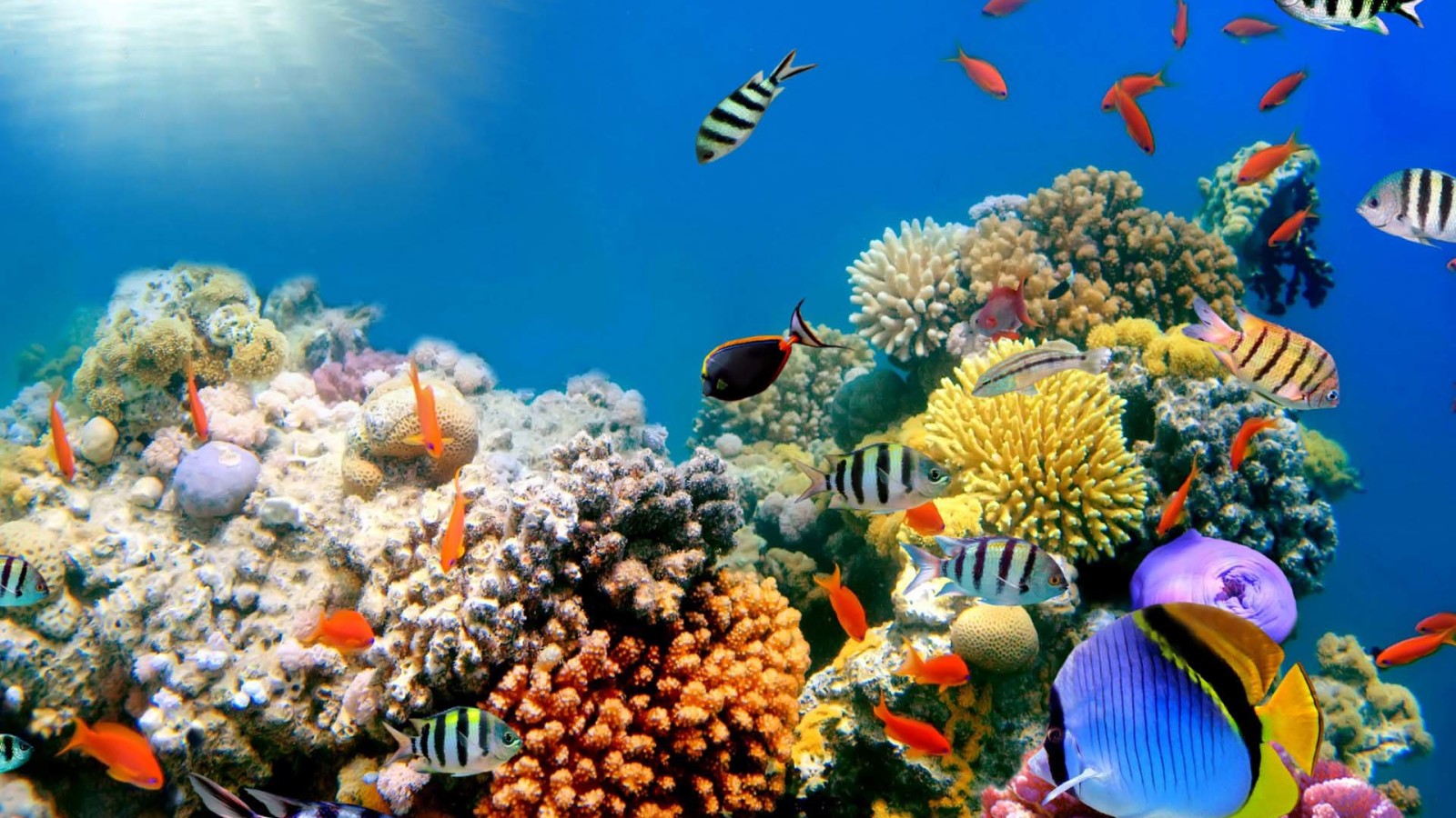 Coral Reef Wallpaper, 40 Beautiful Coral Reef Wallpapers - Hurghada Red Sea Egypt - HD Wallpaper 