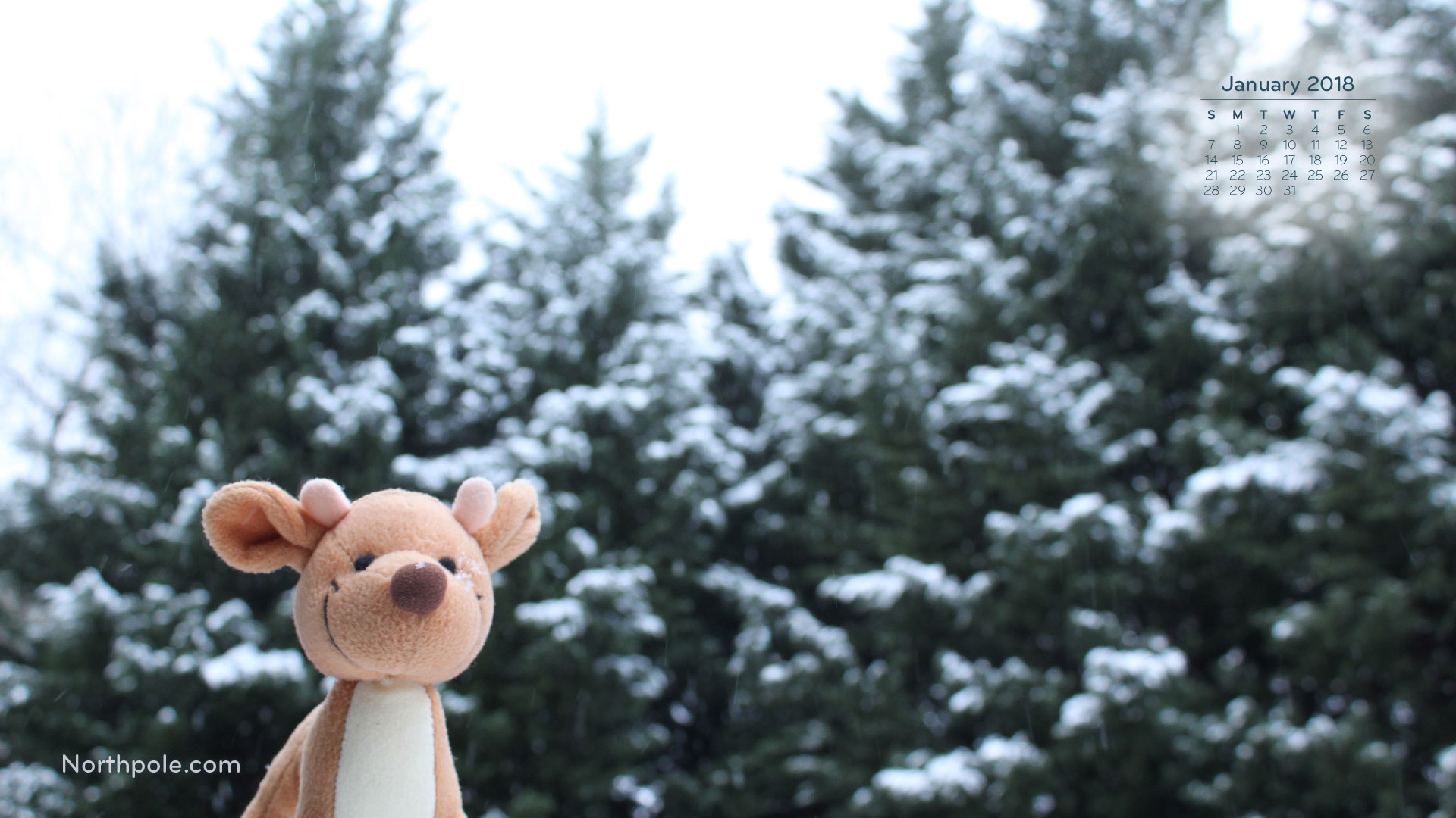 Spruce - HD Wallpaper 