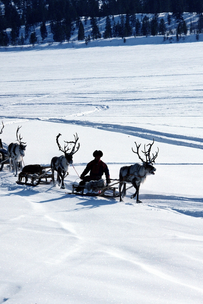 Wallpaper Snow, Deer, Sledge, Person, Transport, North - Транспорт Олени - HD Wallpaper 