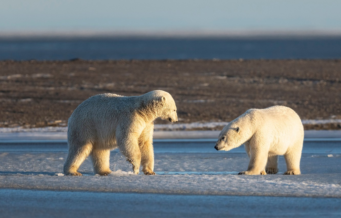 Photo Wallpaper Winter, White, Light, Snow, Nature, - Polar Bear - HD Wallpaper 