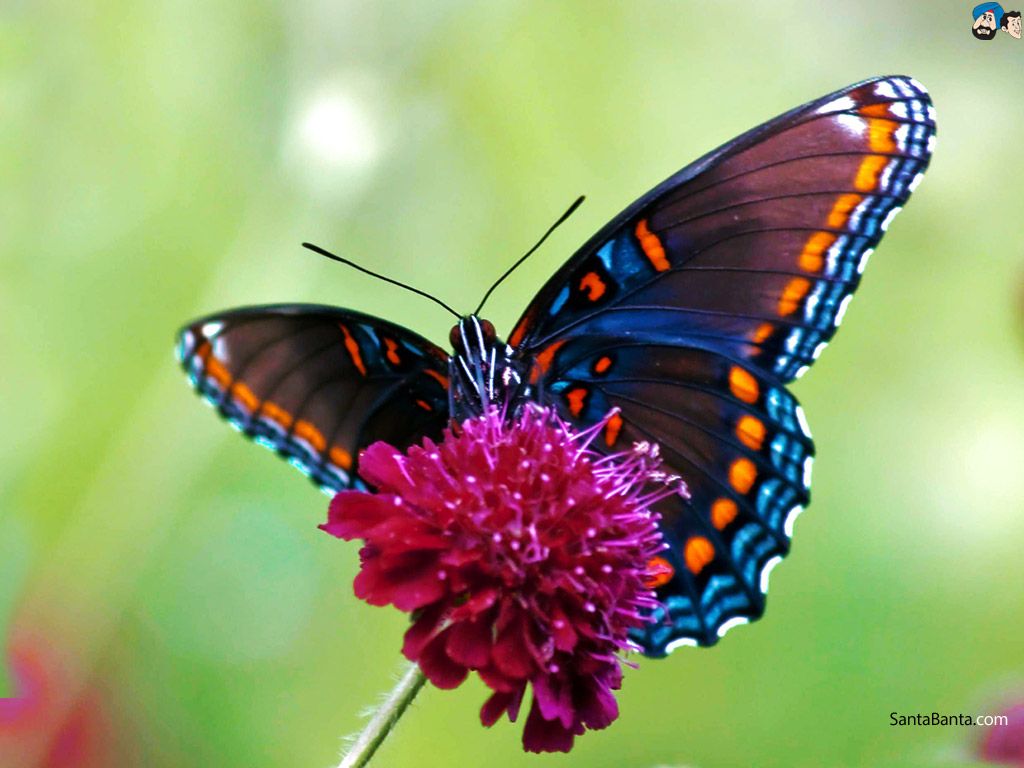 Beautiful Nature With Butterfly - HD Wallpaper 